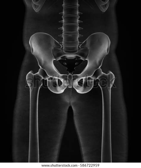 Ilium Bone Hip Bone Pelvis Human Stock Illustration 586722959