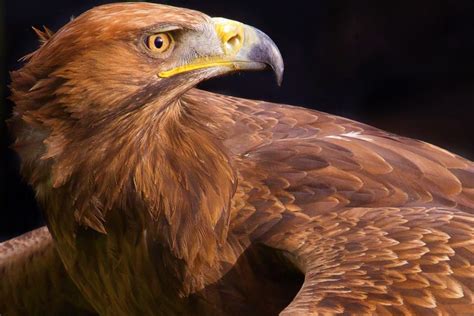 Birds of prey, also known as raptors, include species of bird that primarily hunt and feed on vertebrates that are large relative to the hunter. Golden Eagle - Yarak Birds Of Prey