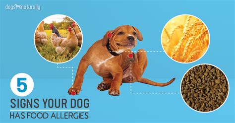 Navigating Food Allergies In Dogs