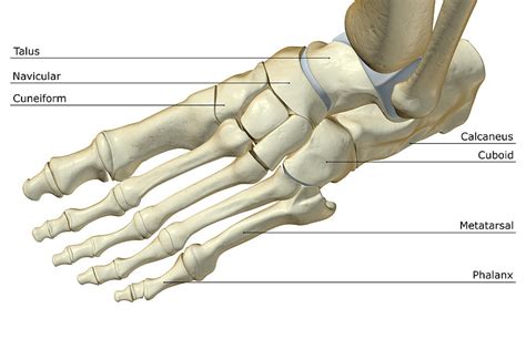 Left Foot Anatomy
