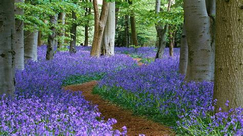 4k Free Download Pathway Between Bluebell Flowers And Trees Flowers