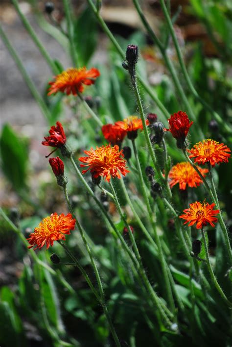 Orange Hawkweed Hieracium Aurantiacum Weedwise Program