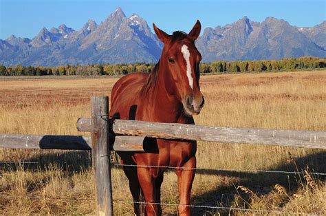Horse At Fence Grand Teton National Photograph By Michel Hersen Fine
