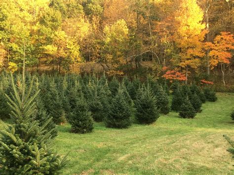 Real Christmas Trees Find The New Jersey Tree Farm Nearest To You
