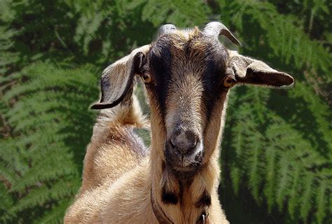 Someone In California Keeps Stealing Goats Modern Farmer