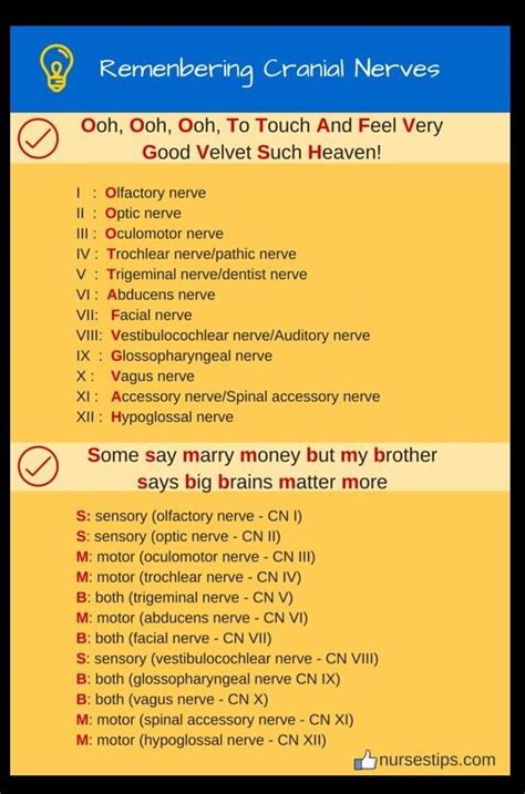 Acronym Mnemonics For Remembering Cranial Nerves Studypk Nursing School Survival Medical