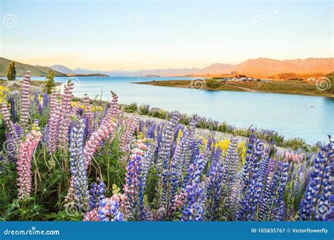 New Zealand Colorful Coast Landscape Royalty Free Stock Photo