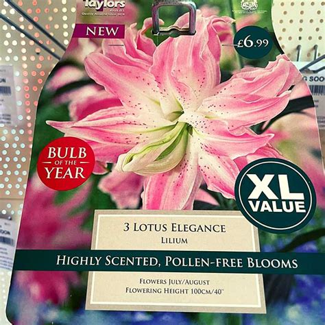 Lotus Elegance Lilium Bulbs Bumbles Plant Centre