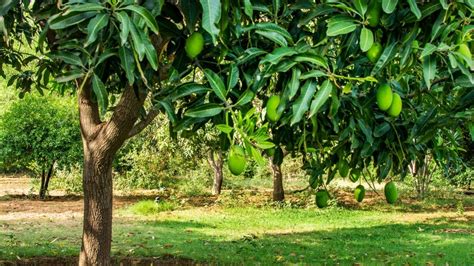 How To Grow A Mango Tree From A Cutting Gardenzoo