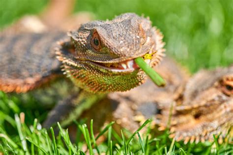 Best Greens For Bearded Dragons Pets Gal
