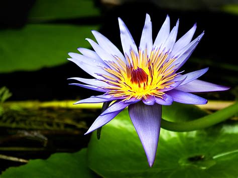 Wallpapers Water Lily Flowers Wallpapers
