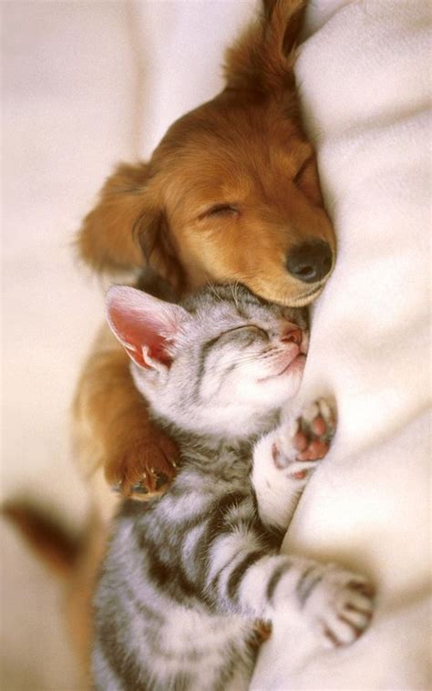 Cute Puppy And Cute Kitten Are Best Friends Cute Puppies Animals