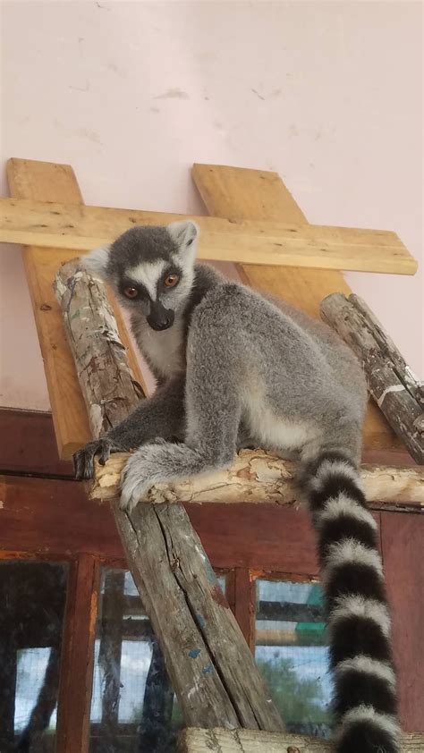 My Pet Lemur Patsa Dtnp4lbm Pets Lemur Cute Pictures