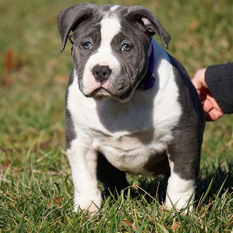 Pitbull Puppies For Sale In Idaho Manmade Kennels Xl Pit Bulls