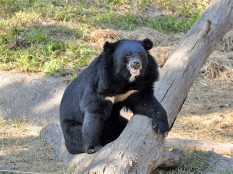 Ursus Thibetanus Thibetanus Tibetan Black Bear In Chiang Mai Night Safari