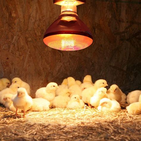 Poultry Heat Lampinfrared Ray Hatch Flood Light Bulb 200250 Watt