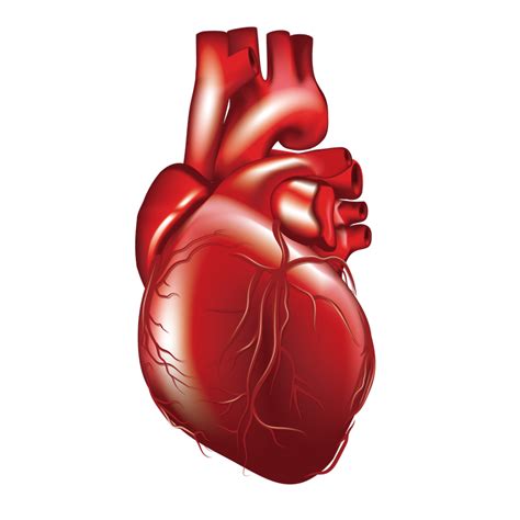 Heart Anatomy Human Heart Illustration Free Transparent Png Download