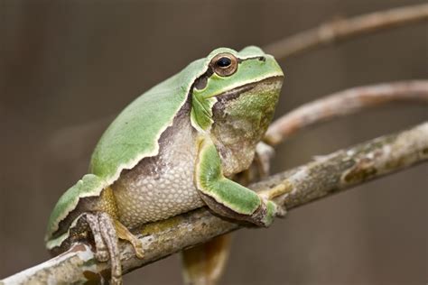 European Tree Frog Facts And Pictures