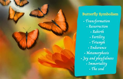 Butterfly Symbolism And Meanings Symbol Sage