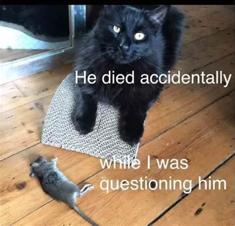 27 Caturday Memes To Help You Celebrate The Best Day Of The Week I