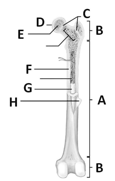 Anatomy Of A Long Bone Diagram Quizlet