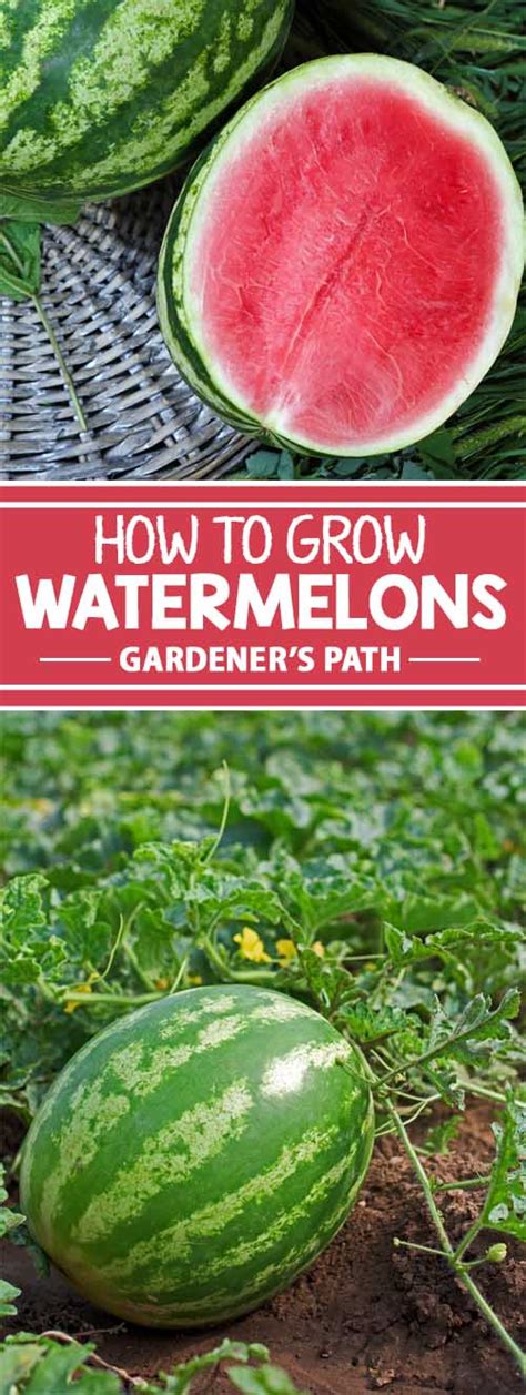 How To Grow And Harvest Watermelons Gardeners Path