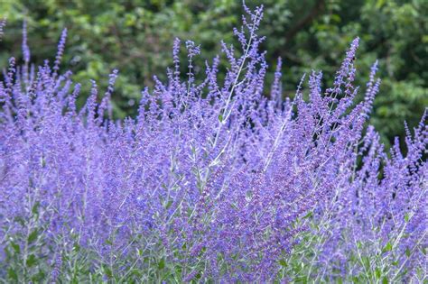 Russian Sage Growing Perovskia In The Garden