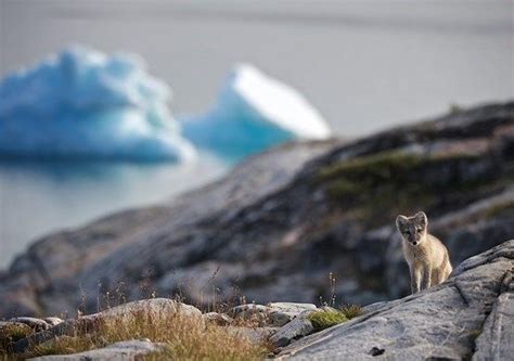 Arctic Wildlife In Greenland From Marine Mammals To Polar Bears