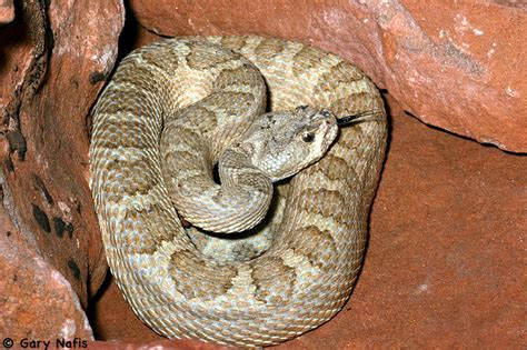 Grand Canyon Rattlesnake Crotalus Oreganus Abyssus