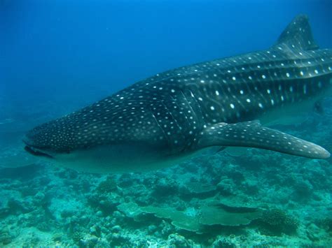 Diving Maldives 2009 Whale Shark Christian Jensen Flickr