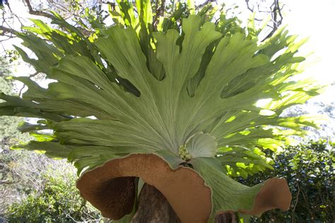 Staghorn fern has been gaining a lot of attention lately in the houseplant world. Staghorn Ferns - Growing Platycerium Species