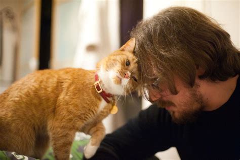 8 Ways Cats Show Their Love To Humans Cat Fancast