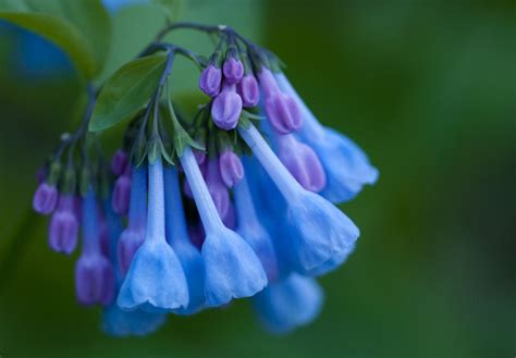 Some Of These Are Coming To My Garden Virginia Bluebells Bluebells