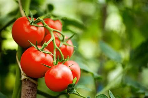 Creative Ways On How To Grow Tomatoes In Your Garden