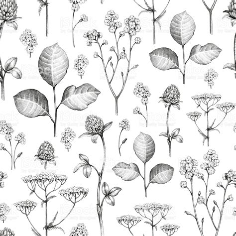 Wild Flowers Drawing Seamless Pattern Watercolor Flower Illustration