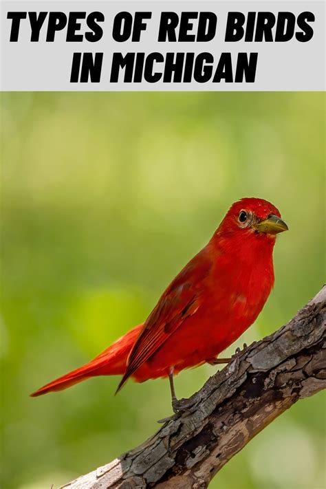 12 Types Of Red Birds In Michigan With Pictures
