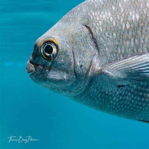 Highfin Rudderfish Kyphosus Cinerascens Thomas Petersen Flickr