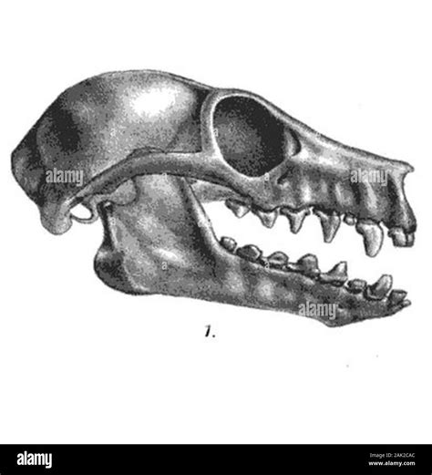 Illustration Of The Skull Of The White Winged Flying Fox Stock Photo