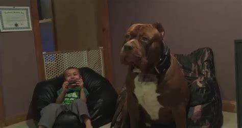 Hulk The Biggest Pit Bull Videos Metatube