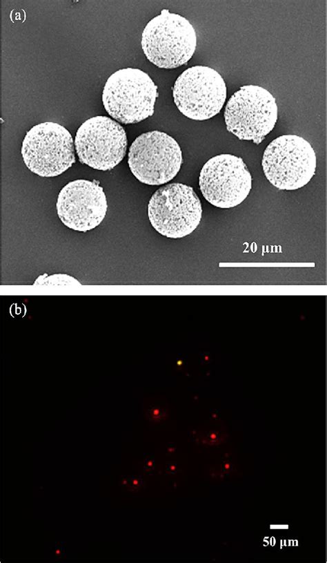 A SEM Images Of The Quantum Dot Labeled Molecularly Imprinted Polymer