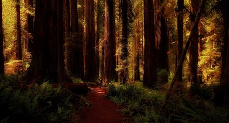 Nature Landscape Redwood Forest Ferns Trees Path California