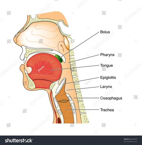 Anatomy Nose Throat Labeled Stock Vector Royalty Free 28503079