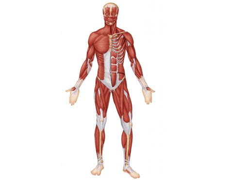 Muscular System Anterior View Quiz