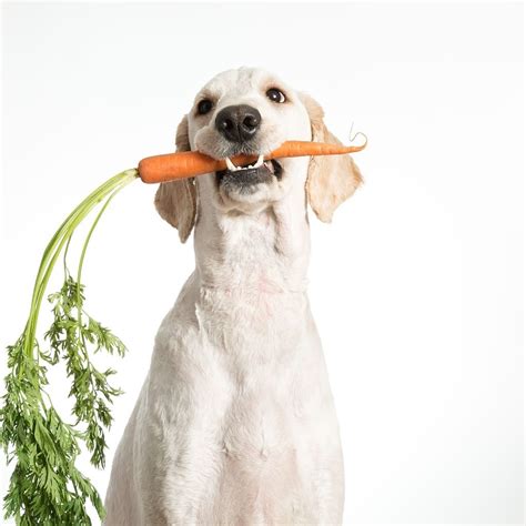 Can Dogs Eat Carrots Complete Guide Whatmydogeats