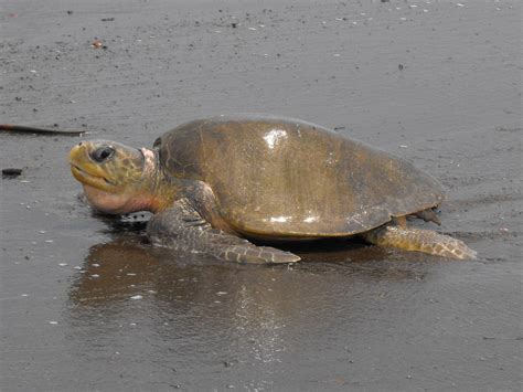The olive ridley, also known as the pacific ridley, is one of only seven sea turtle species in the world. Central America: Olive-Ridley Sea-Turtle Arribada