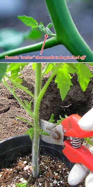 How To Prune Tomato Plants 101 Gardening