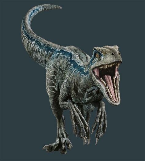 34 Best Blue The Velociraptor Images On Pinterest Dinosaurs Jurassic