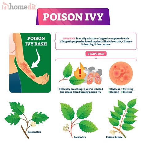 How To Kill Ivy And Identify Poison Ivy