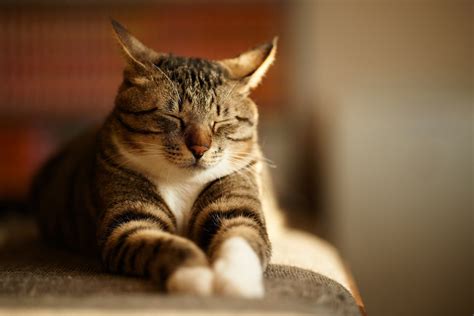 1408626 Cat Category Beautiful Pictures Of Cat Cats