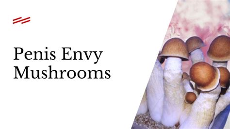 Penis Envy Mushroom Effects Benefits Risks And History